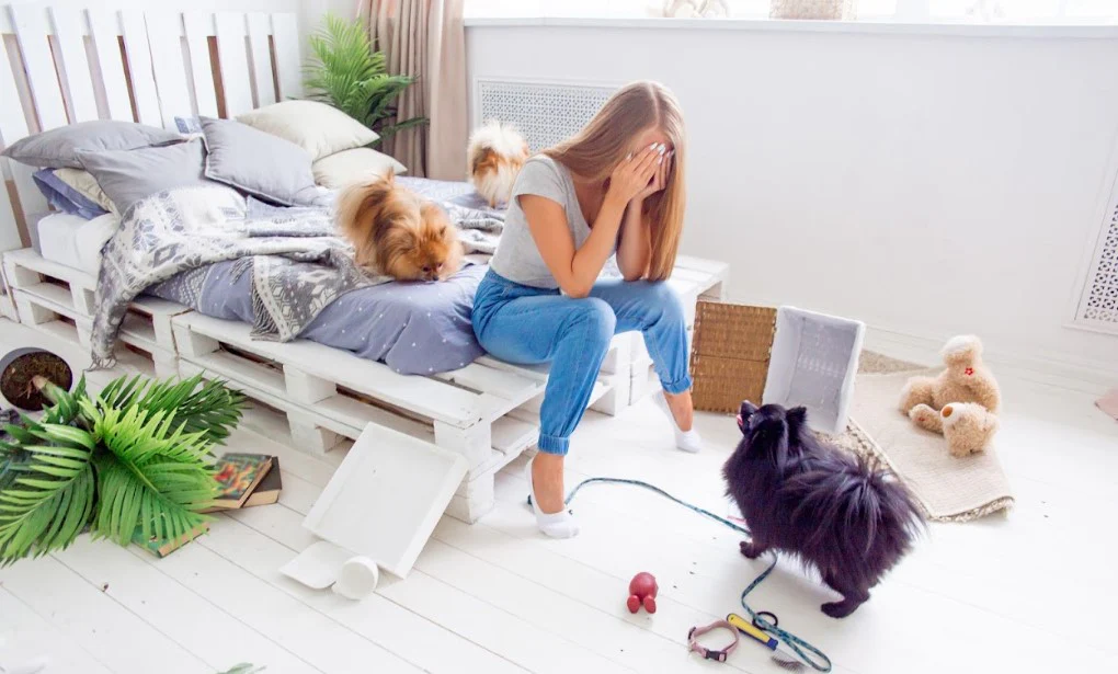 Montreal’s Premier Pet Fashion & Care